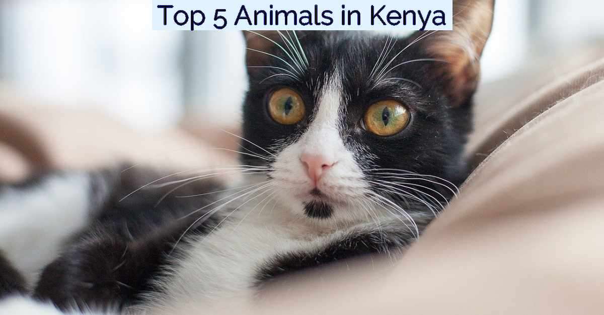 Top 5 Animals in Kenya- Featured Image