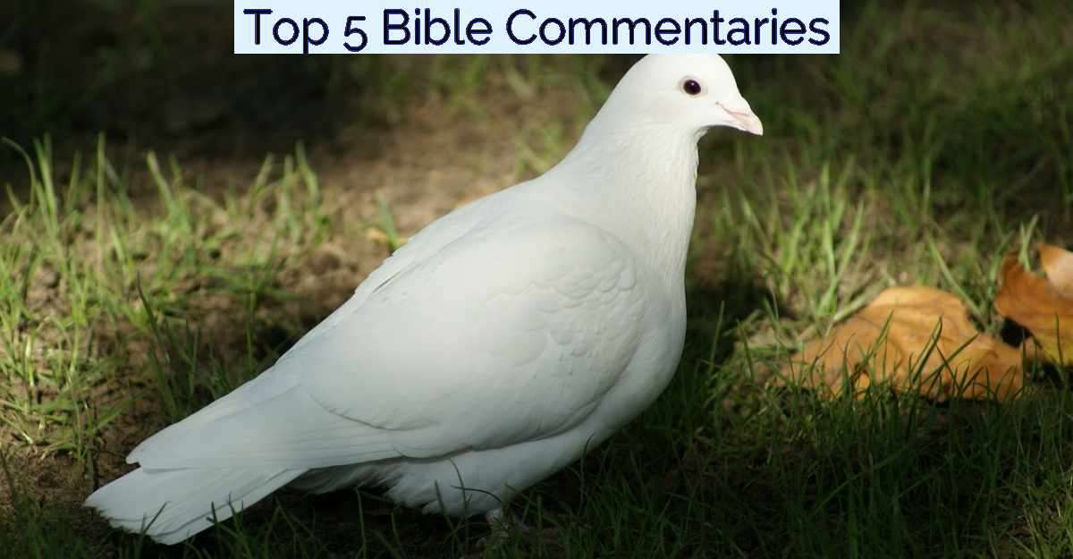 Top 5 Bible Commentaries- Featured Image